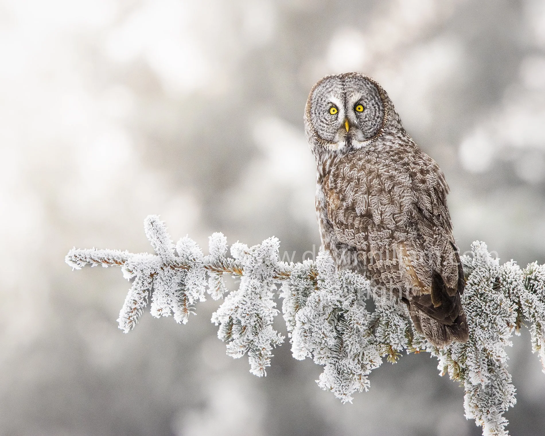 Frosty Gaze (Great Gray Owl): 2024 EISF Best in Show Award — Devin